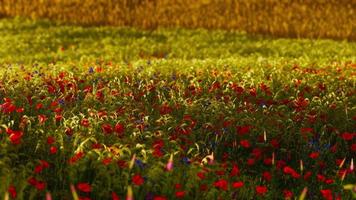 bellissimo campo di papaveri durante l'alba foto