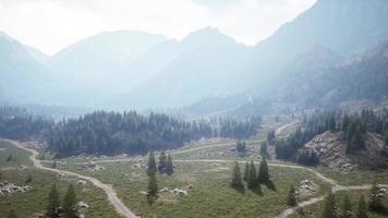 veduta aerea del verde bosco di conifere in montagna foto