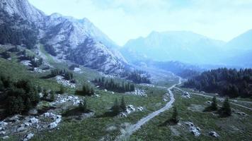 vista aerea dall'alto degli alberi verdi estivi nella foresta nelle alpi svizzere foto