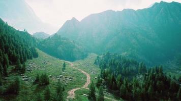 vista aerea dall'alto degli alberi verdi estivi nella foresta nelle alpi svizzere foto