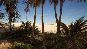 palme nel deserto del Sahara foto