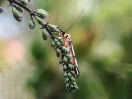 macro insetti, lumache su fiori, funghi, orchidee, foglie, con uno sfondo naturale foto