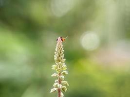 macro insetti, lumache su fiori, funghi, orchidee, foglie, con uno sfondo naturale foto