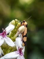 macro insetti, lumache su fiori, funghi, orchidee, foglie, con uno sfondo naturale foto