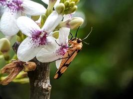 macro insetti, lumache su fiori, funghi, orchidee, foglie, con uno sfondo naturale foto