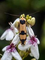 macro insetti, lumache su fiori, funghi, orchidee, foglie, con uno sfondo naturale foto