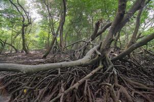 foresta di mangrovie in Malesia. foto