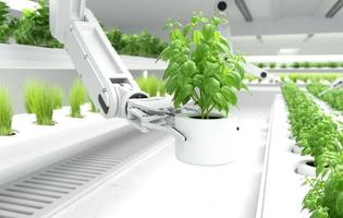 concetto di agricoltori robotici intelligenti, braccio robotico che raccoglie verdure biologiche. foto