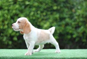 adorabile beagle tricolore su schermo bianco. i beagle sono usati in una serie di procedure di ricerca. l'aspetto generale del beagle ricorda un foxhound in miniatura. i beagle hanno un naso eccellente. foto