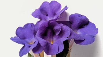 sfondo fotografico di bellissimi fiori viola foto