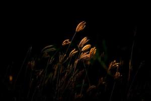 bellissimo fiore di erba tropicale in natura foto