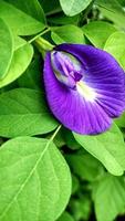 il fiore di pisello farfalla viola clitoria ternatea fa bene alla salute tisana, una pianta tropicale con bellissimi petali e foglie verdi foto