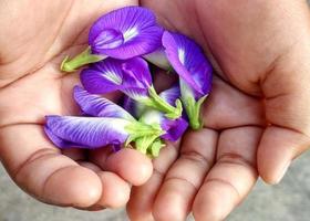 il fiore di pisello farfalla viola clitoria ternatea fa bene alla salute tisana, una pianta tropicale con bellissimi petali e foglie verdi foto