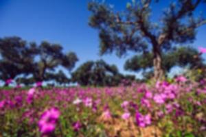 fiori di campo in fiore.effetto luce morbida foto