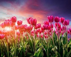 piantagione di tulipani rosa al tramonto. foto