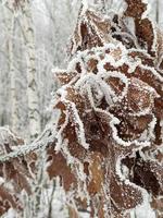 foglie autunnali secche ricoperte da un bel gelo invernale. foto