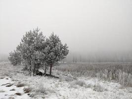 paesaggio invernale con alberi. foto