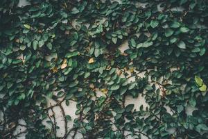 foglie verdi. struttura della parete delle foglie verdi. sfondo di foglie verdi naturali. parete di fondo foglie verdi concetto di natura. foto