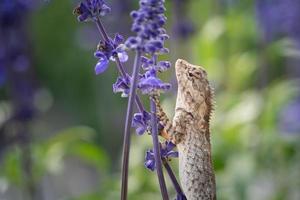 primo piano camaleonte chamaeleo calyptratus su fiori di lavanda. altri nomi comuni includono camaleonte a testa conica e camaleonte yemen. foto