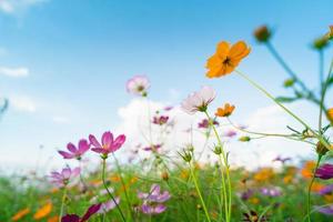 bellissimi fiori cosmo che sbocciano in giardino. fiori colorati dell'universo nella mattina di primavera e nel cielo blu. foto