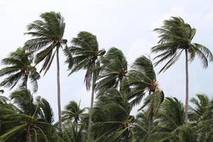 i forti venti colpiscono le palme da cocco segnalando un tornado, un tifone o un uragano. foto