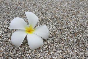 bellissimi fiori di frangipani o plumeria sul pavimento di cemento del giardino. foto