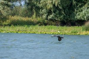 cormorano che vola lungo il delta del Danubio foto