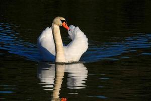 cigno reale nella riserva naturale di Warnerham foto