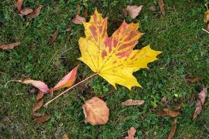 foglia d'acero sul terreno in autunno a grinstead orientale foto