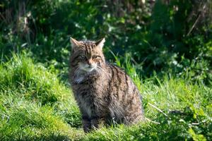 gatto selvatico europeo seduto al sole foto