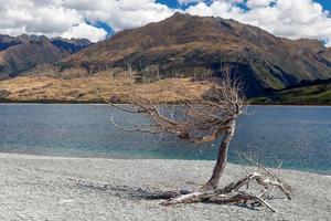 albero morto sulle rive del lago wanaka in nuova zelanda foto