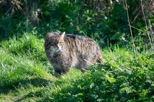 gatto selvatico europeo in piedi nell'erba foto