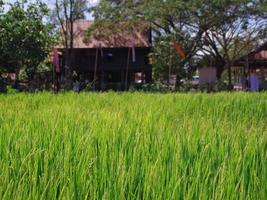 campo di riso verde. risaie, terrazze, piantagioni, fattorie. una risaia biologica e agricoltura. sfondo sfocato. in Thailandia foto