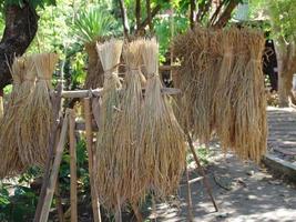 spiga di riso chicchi di riso e chicchi di riso su sfondo naturale in thailandia. foto