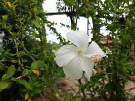 fiori bianchi in giardino. stami gialli il giorno dopo la pioggia. sfondo verde sfocato. foto