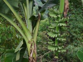banana coltivata nell'albero. banane verdi su un albero nel giardino in tailandia foto