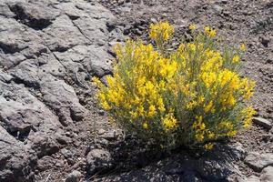 ginestra base che fiorisce in primavera a gran canaria foto