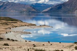 bestiame al pascolo sul terreno circostante il lago hawea foto