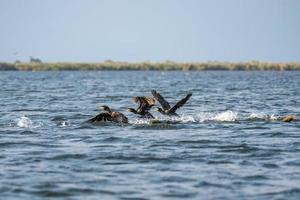 grandi cormorani del delta del Danubio foto