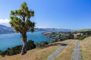 albero di cavolo vicino a dunedin foto