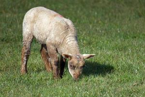 agnello marrone a casa sui bassi meridionali del sussex foto