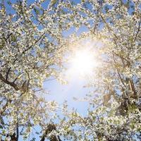 bellissimo ramo di albero in fiore in primavera. foto