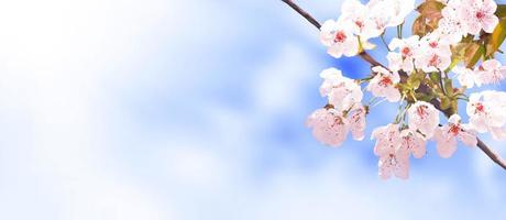 bella vista sulla natura di alberi in fiore primaverili su sfondo sfocato. foto