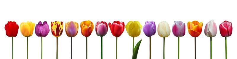 bellissimi tulipani. sfondo della natura primaverile per banner web e card design. foto