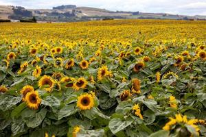 un campo pieno di girasoli in Nuova Zelanda foto