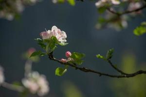 albero di pesco in fiore foto