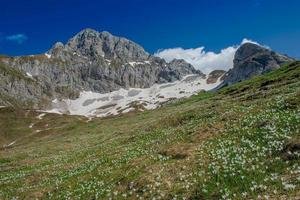 fiorito in montagna foto