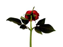 rosa rossa isolato su sfondo bianco foto
