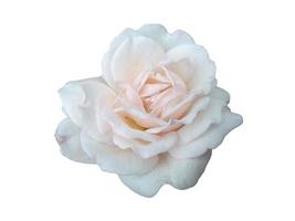 rosa bianca isolata su sfondo bianco foto