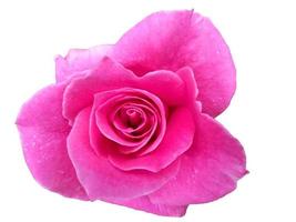 rosa viola isolato su sfondo bianco foto